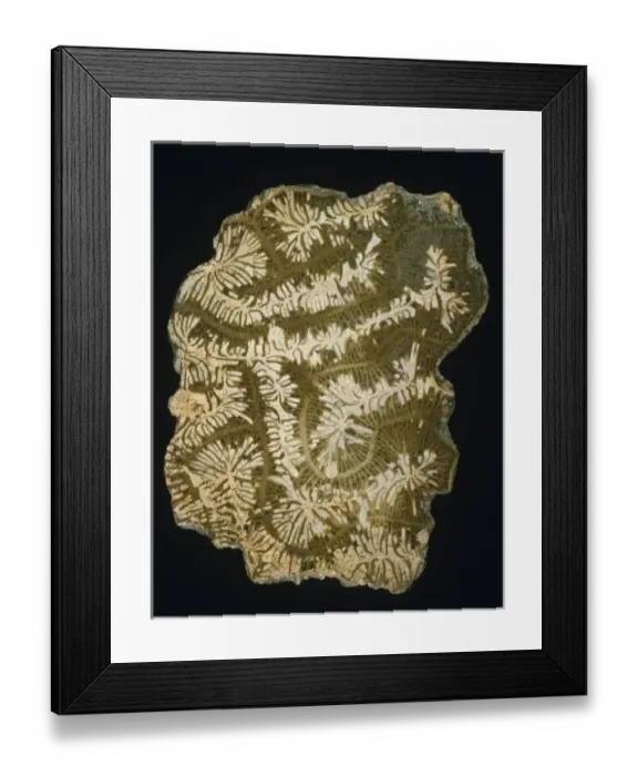 Framed Print : Coeloria labyrinthifor, fossil brain coral Framed Print : Coeloria labyrinthifor, fossil brain coral