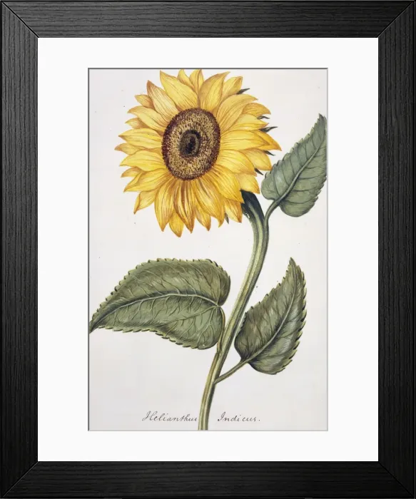 Framed Print : Helianthus indicu, sunflower Framed Print : Helianthus indicu, sunflower
