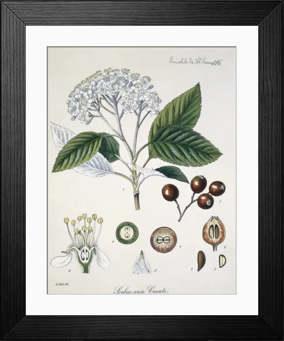 Framed Print : Sorbus aria Crantz L. 116, whitebeam Framed Print : Sorbus aria Crantz L. 116, whitebeam