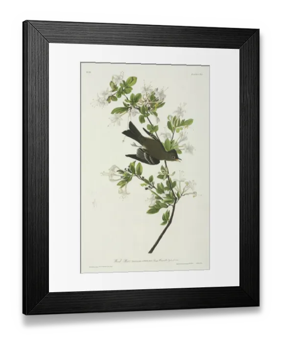 Framed Print : Contopus virens, eastern wood pewee Framed Print : Contopus virens, eastern wood pewee