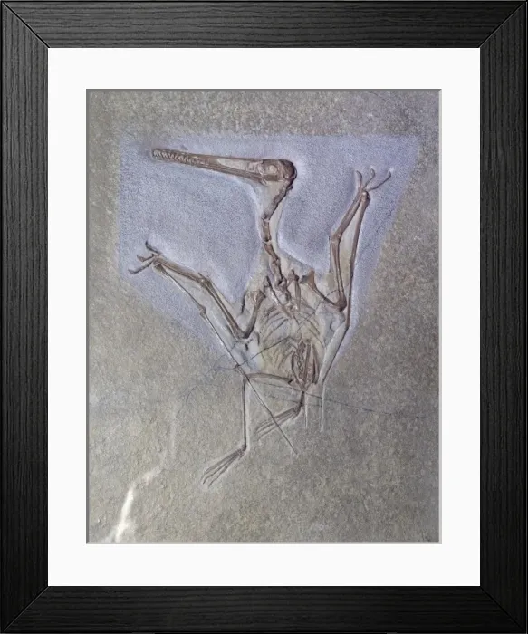 Framed Print : Pterodactyl kochi Framed Print : Pterodactyl kochi