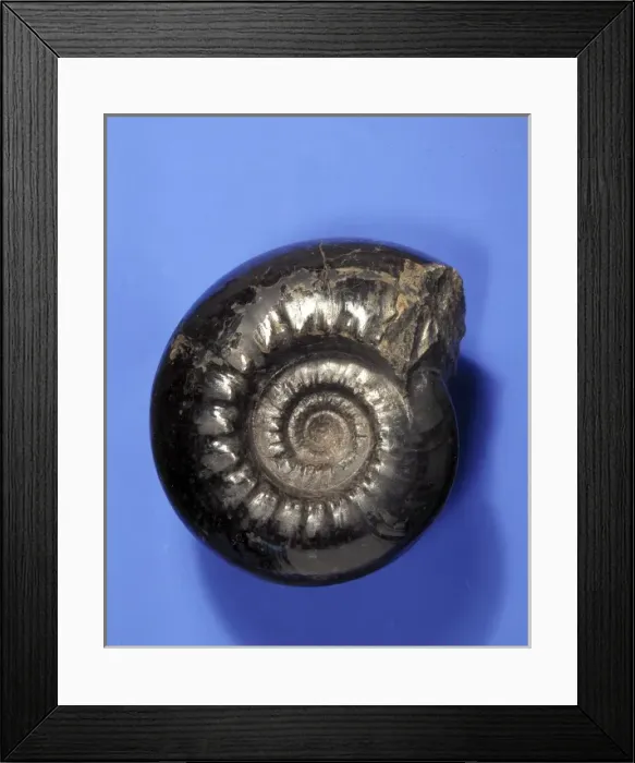 Framed Print : Gastrioceras, goniatite Framed Print : Gastrioceras, goniatite