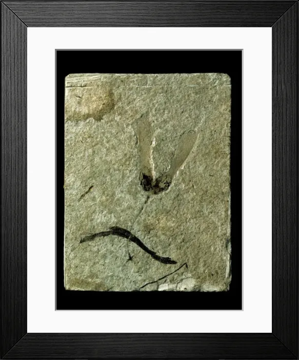 Framed Print : Acer trilobatum, miocene maple seeds Framed Print : Acer trilobatum, miocene maple seeds