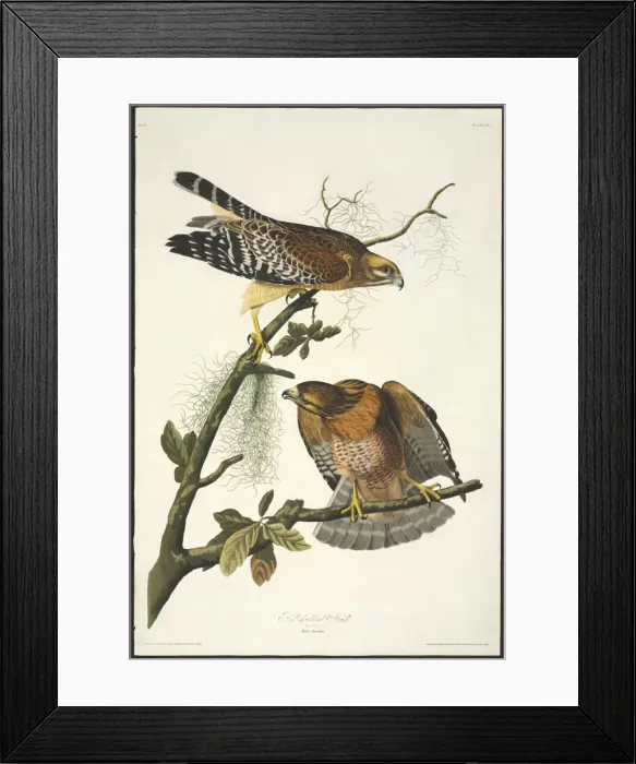 Framed Print : Buteo lineatus, red-shouldered hawk Framed Print : Buteo lineatus, red-shouldered hawk