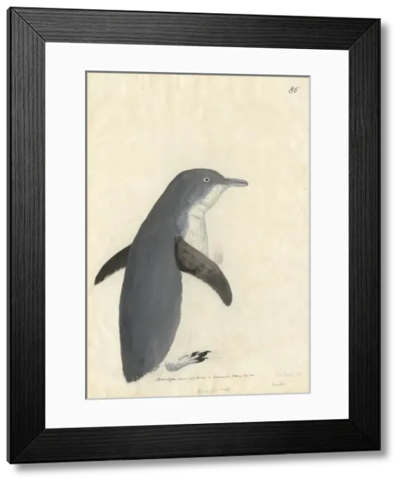 Framed Print : Eudyptula minor, little penguin Framed Print : Eudyptula minor, little penguin