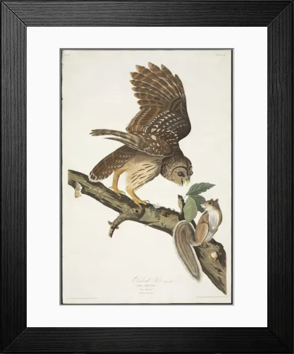 Framed Print : Strix varia, barred owl Framed Print : Strix varia, barred owl