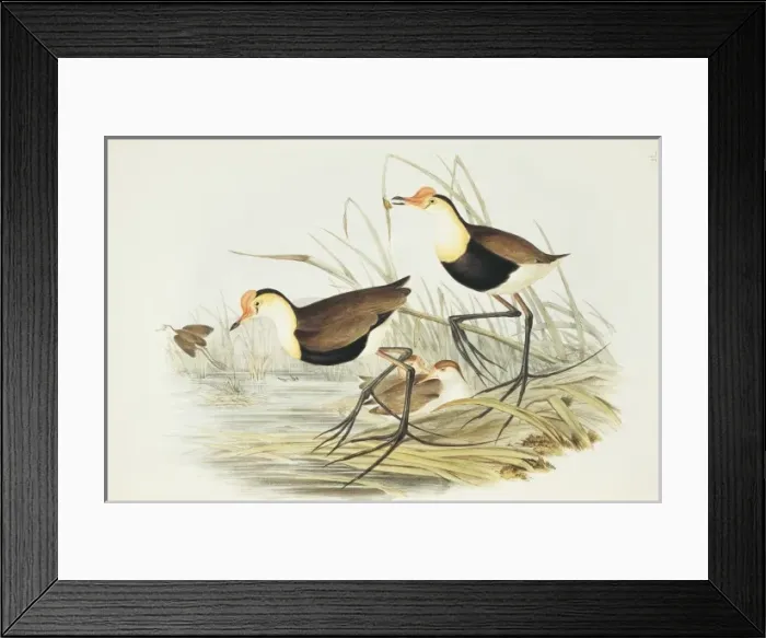 Framed Print : Irediparra gallinacea, comb-crested jacana Framed Print : Irediparra gallinacea, comb-crested jacana