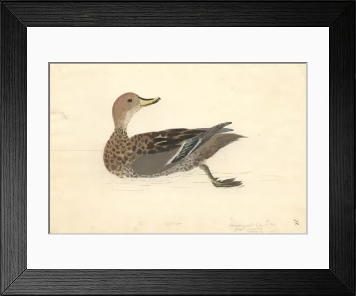 Framed Print : Anas georgica, yellow-billed pintail Framed Print : Anas georgica, yellow-billed pintail