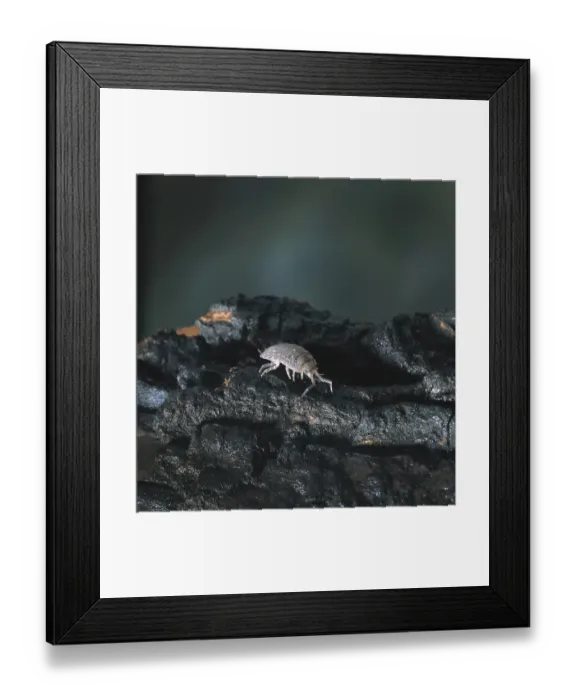 Framed Print : Porcellio sp. woodlouse Framed Print : Porcellio sp. woodlouse