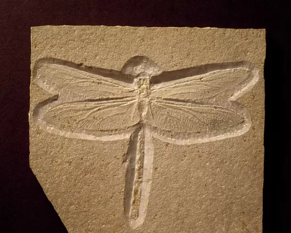 Urogomphus eximus, fossil dragonfly