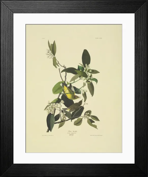 Framed Print : Dendroica palmarum, palm warbler Framed Print : Dendroica palmarum, palm warbler