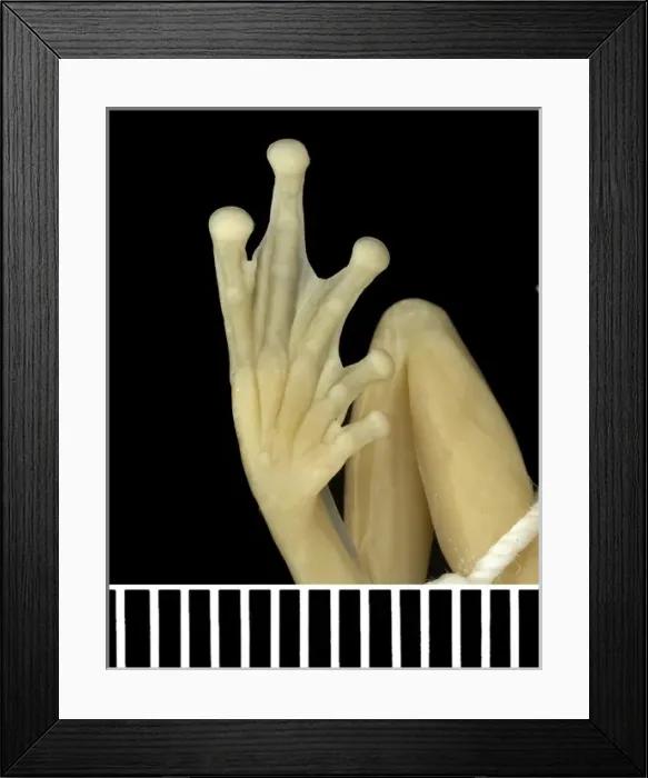 Framed Print : Tanzanian leaf folding frog Framed Print : Tanzanian leaf folding frog