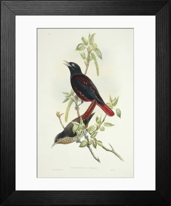 Framed Print : Oriolus traillii, maroon oriole Framed Print : Oriolus traillii, maroon oriole