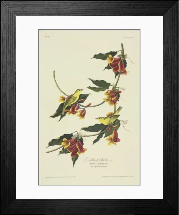 Framed Print : Dendroica petechia, yellow warbler Framed Print : Dendroica petechia, yellow warbler