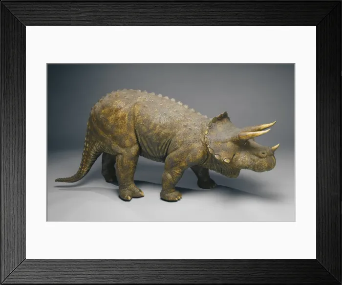 Framed Print : Triceratops Framed Print : Triceratops
