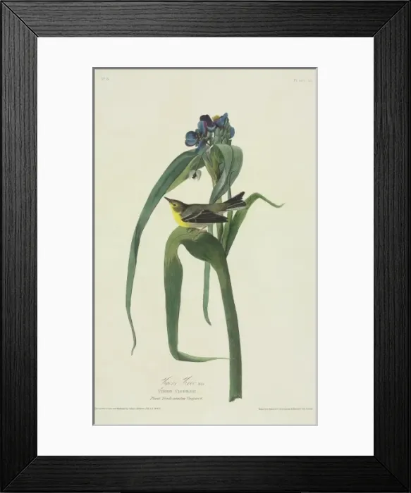 Framed Print : Dendroica pinus, pine warbler Framed Print : Dendroica pinus, pine warbler
