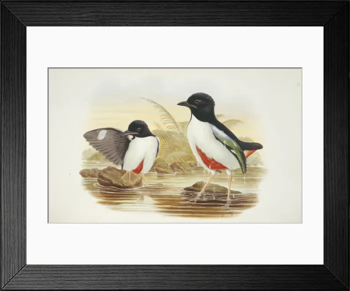 Framed Print : Pitta maxima, ivory-breasted pitta Framed Print : Pitta maxima, ivory-breasted pitta