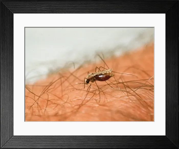 Framed Print : Anopheles sp. anopheline mosquito
