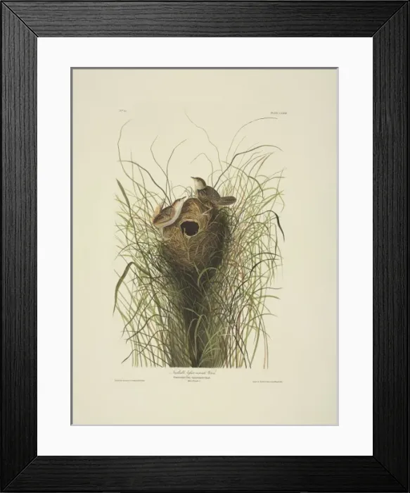 Framed Print : Cistothorus platensis, sedge wren Framed Print : Cistothorus platensis, sedge wren