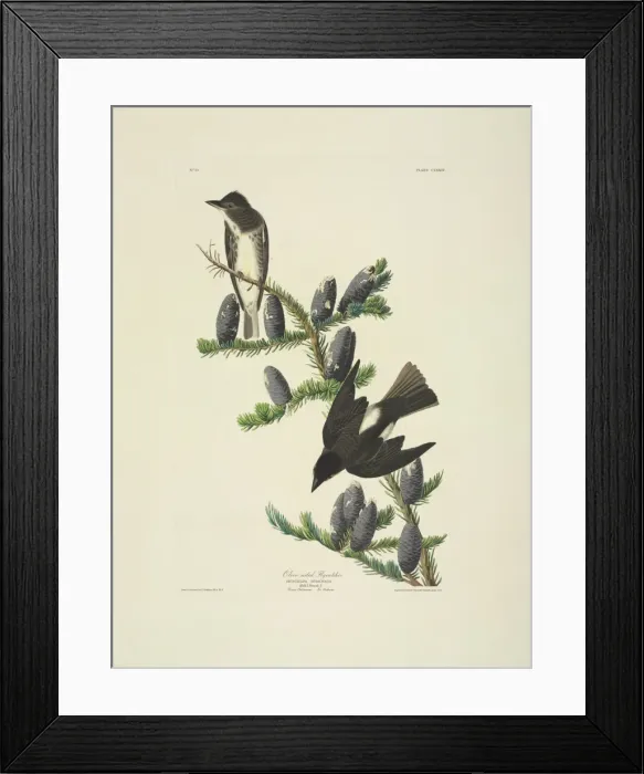 Framed Print : Contopus cooperi, olive-sided flycatcher