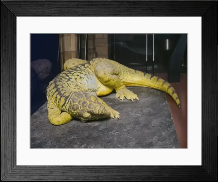 Framed Print : Psittacosaurus Framed Print : Psittacosaurus