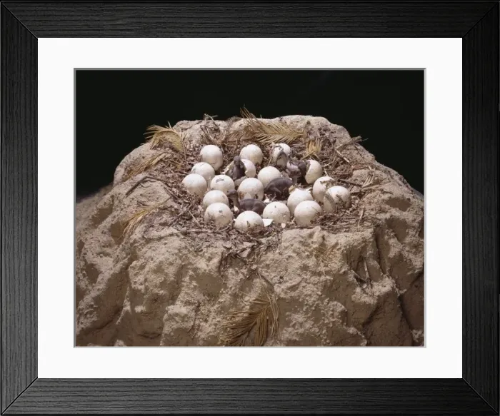 Framed Print : Maiasaura with nest of eggs and hatchlings Framed Print : Maiasaura with nest of eggs and hatchlings
