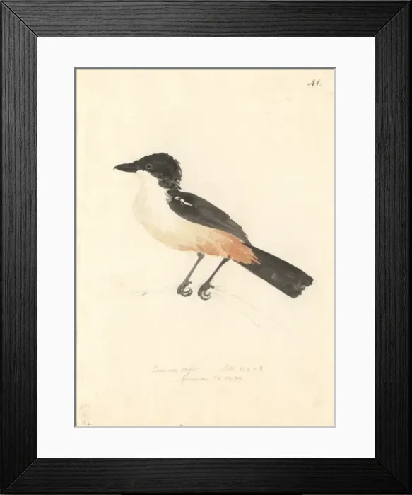 Framed Print : Laniarius ferrugineus, southern boubou Framed Print : Laniarius ferrugineus, southern boubou