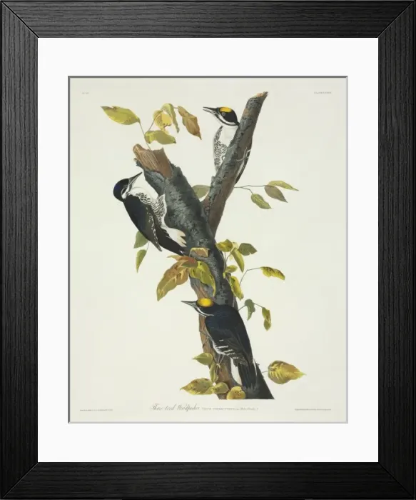 Framed Print : Picoides arcticus, black-backed woodpecker Framed Print : Picoides arcticus, black-backed woodpecker