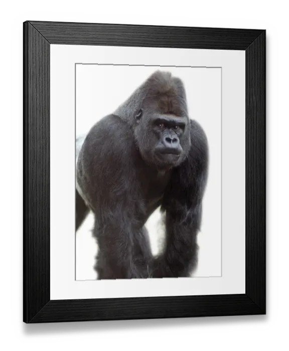 Framed Print : Gorilla gorilla, gorilla Framed Print : Gorilla gorilla, gorilla
