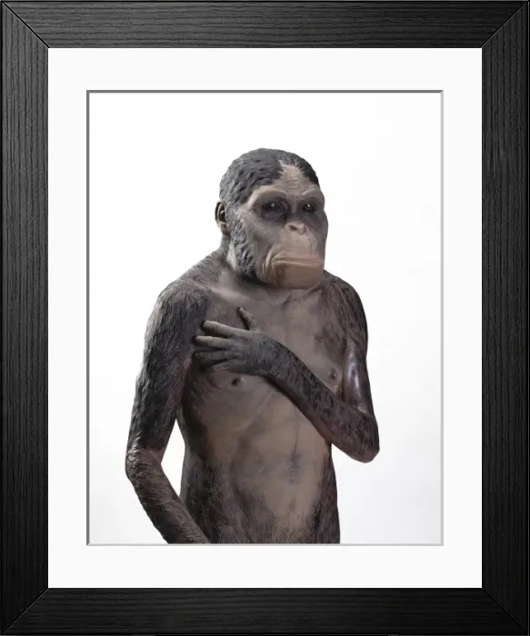 Framed Print : Australopithecus africanus Framed Print : Australopithecus africanus
