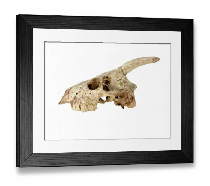 Framed Print : Myotragus. The skull of the extinct mammal Myotragus Framed Print : Myotragus. The skull of the extinct mammal Myotragus