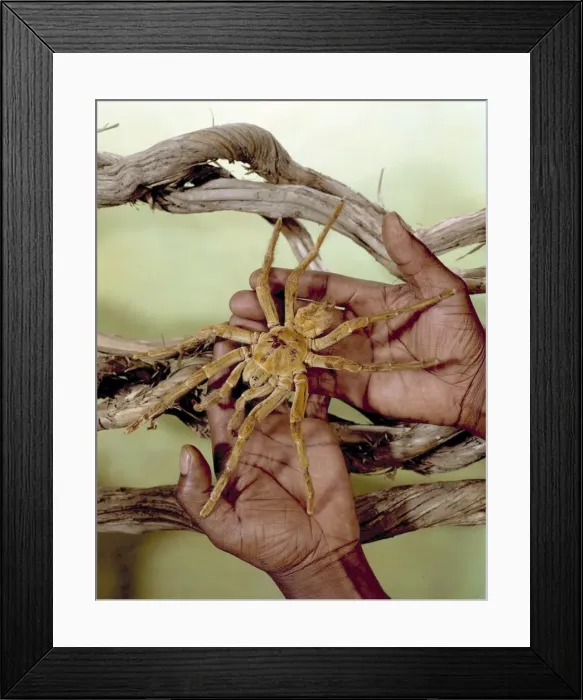 Framed Print : Theraphosa leblondi, goliath tarantula Framed Print : Theraphosa leblondi, goliath tarantula