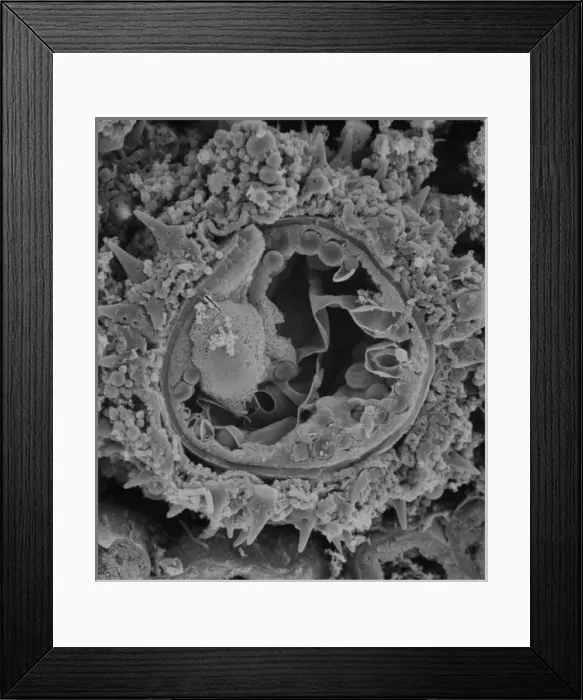 Framed Print : Fractured pollen grain Framed Print : Fractured pollen grain
