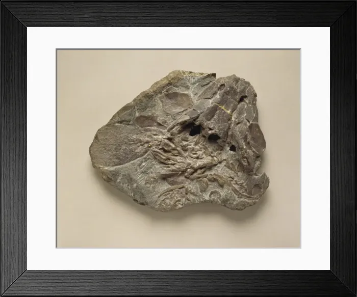 Framed Print : Eusthenopteron foordi Framed Print : Eusthenopteron foordi