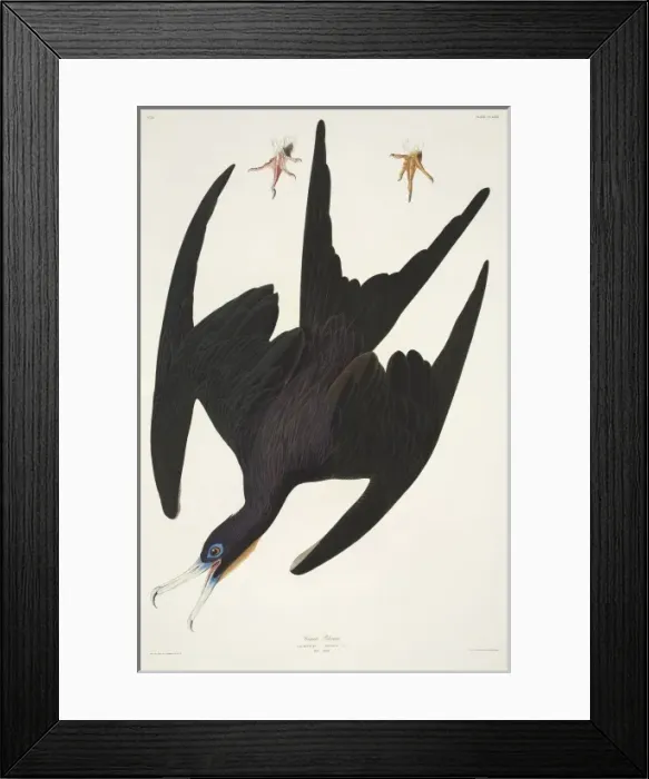 Framed Print : Fregata magnificens, magnificent frigatebird Framed Print : Fregata magnificens, magnificent frigatebird