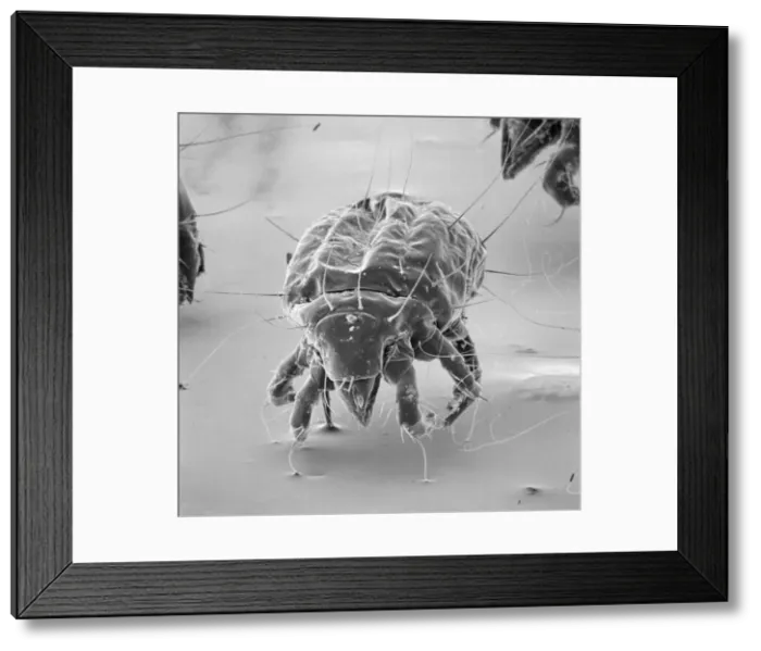 Framed Print : Tyrophagus casei, cheese mite Framed Print : Tyrophagus casei, cheese mite
