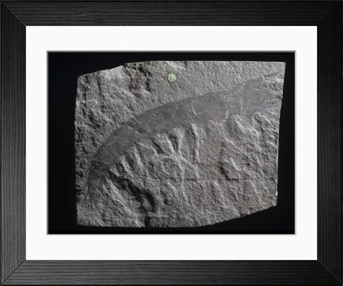 Framed Print : Anomalocaris canadensis, arthropod Framed Print : Anomalocaris canadensis, arthropod