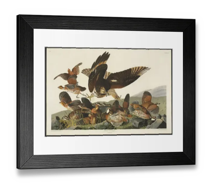 Framed Print : Colinus viginianus, northern bobwhite, Buteo lineatus, red-s Framed Print : Colinus viginianus, northern bobwhite, Buteo lineatus, red-s