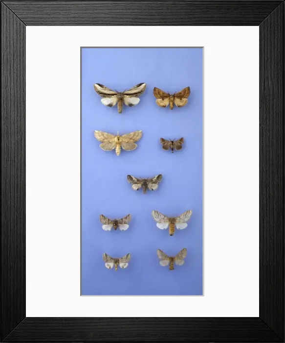 Framed Print : Moths of the family Notodontidae Framed Print : Moths of the family Notodontidae