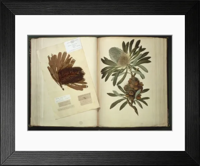 Framed Print : Banksia serrata, Old Man Banksia