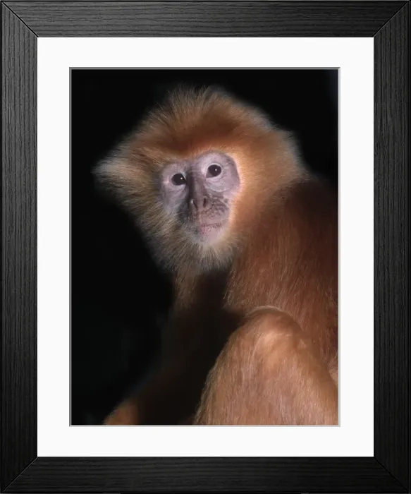 Framed Print : Pygathrix nemaeus nemaeus, red-shanked douc langur Framed Print : Pygathrix nemaeus nemaeus, red-shanked douc langur