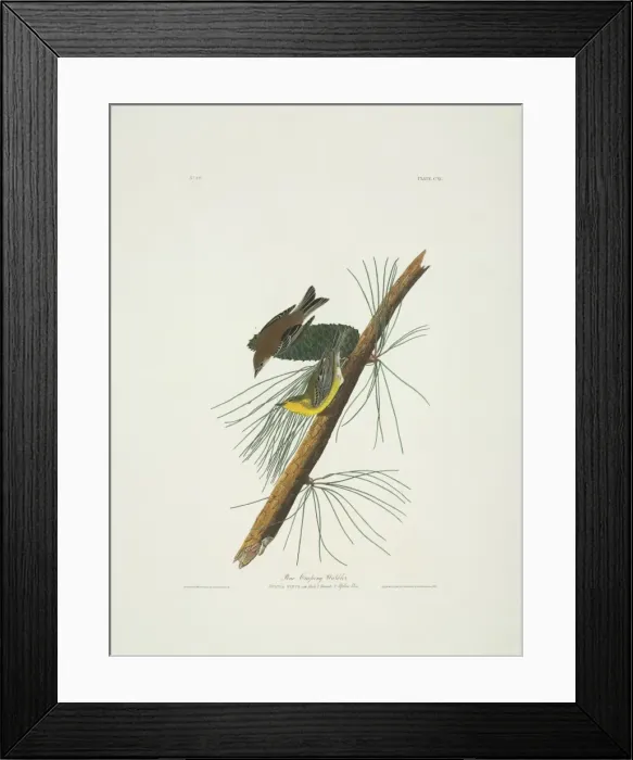 Framed Print : Dendroica pinus, pine warbler Framed Print : Dendroica pinus, pine warbler