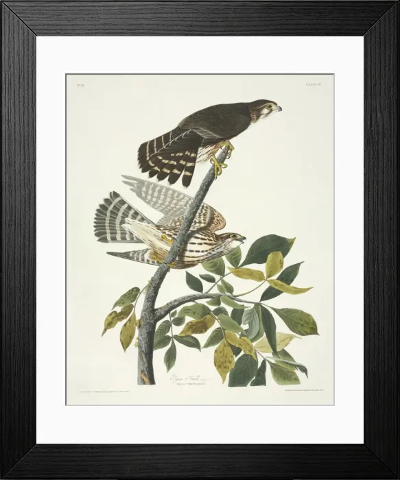 Framed Print : Falco columbarius, merlin Framed Print : Falco columbarius, merlin