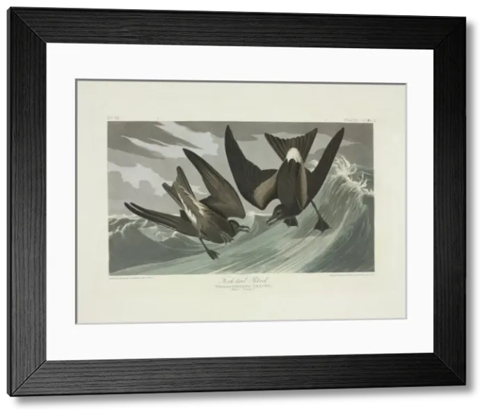 Framed Print : Oceandroma leucorhoa, Leachs storm-petrel Framed Print : Oceandroma leucorhoa, Leachs storm-petrel
