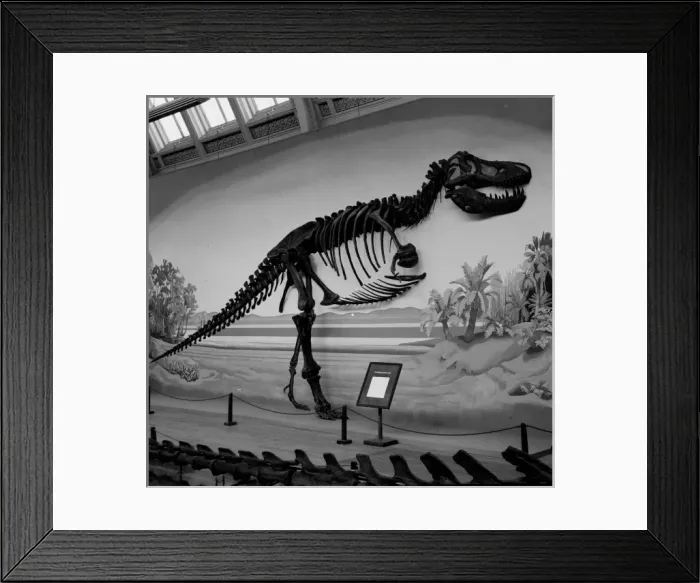 Framed Print : Tyrannosaurus rex Framed Print : Tyrannosaurus rex