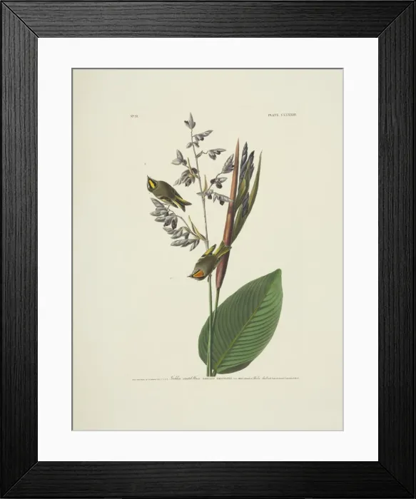 Framed Print : Regulus satrapa, golden-crowned kinglet Framed Print : Regulus satrapa, golden-crowned kinglet