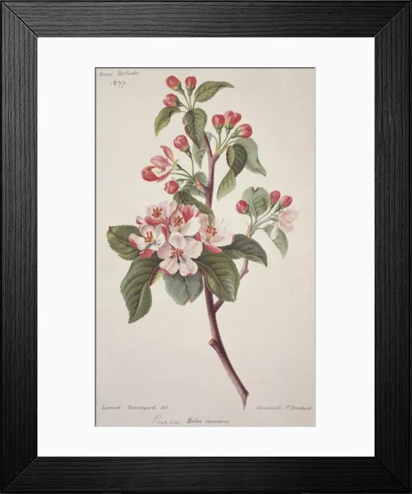 Framed Print : Malus coronaria L. 1877, sweet crab apple Framed Print : Malus coronaria L. 1877, sweet crab apple