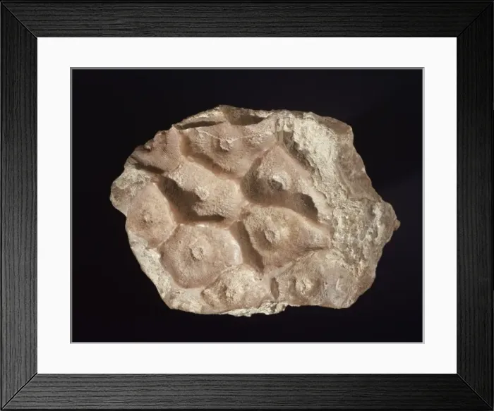 Framed Print : Arachnophyllum, coral Framed Print : Arachnophyllum, coral