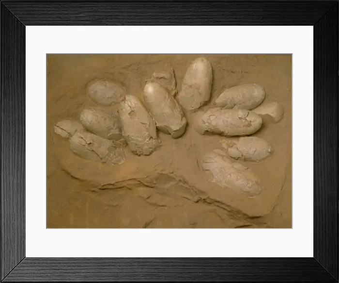 Framed Print : Protoceratops eggs Framed Print : Protoceratops eggs