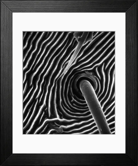 Framed Print : Spider trichobothrium hair Framed Print : Spider trichobothrium hair